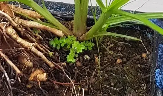 sprouts