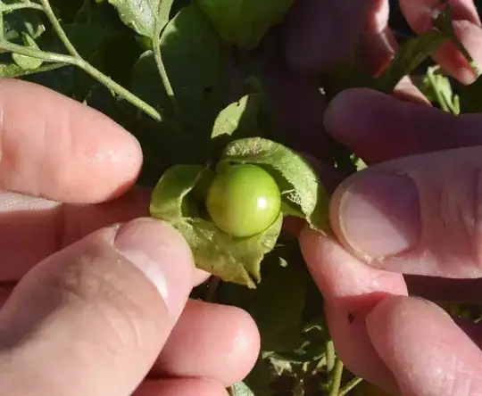 Fruit