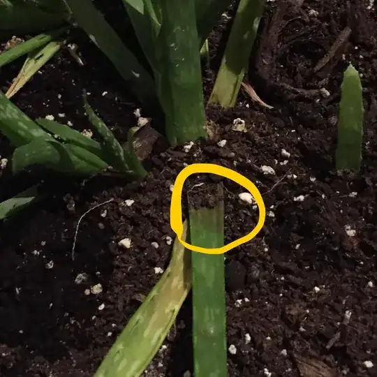 New growth stems are also slightly purple