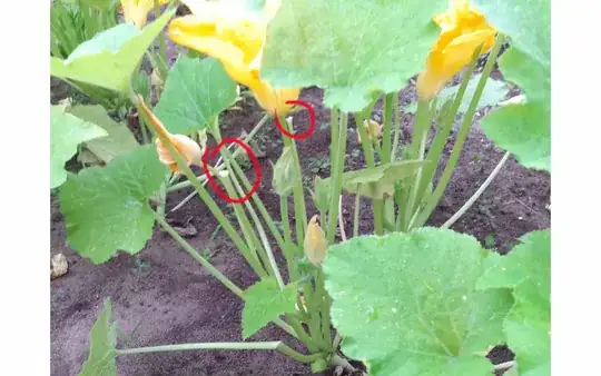 Zucchini 3