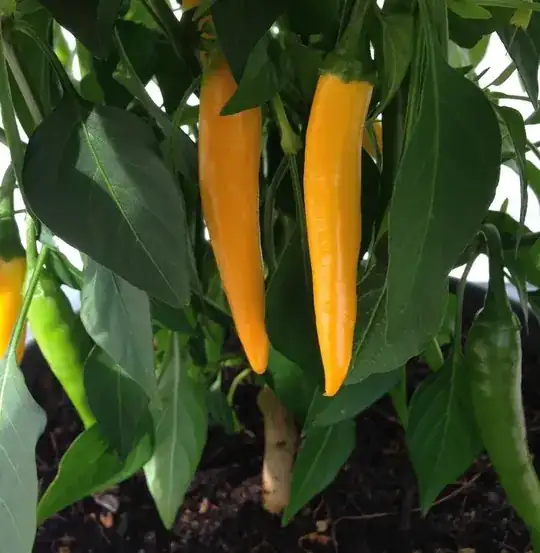 unknown pepper plant fruit (yellow)