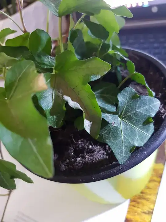 Hedera Helix