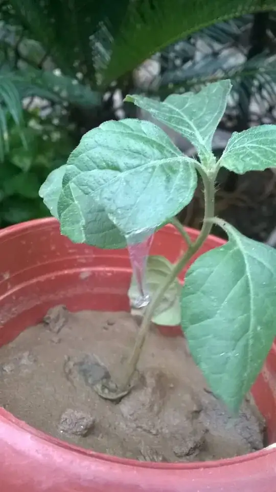 Another green chili pepper pod on the same plant, with a funny shape but no spikes