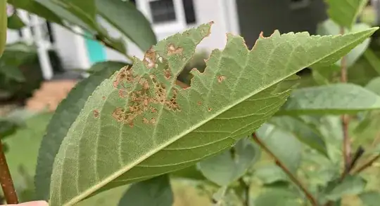brown holes in underside of cherry tree leaf