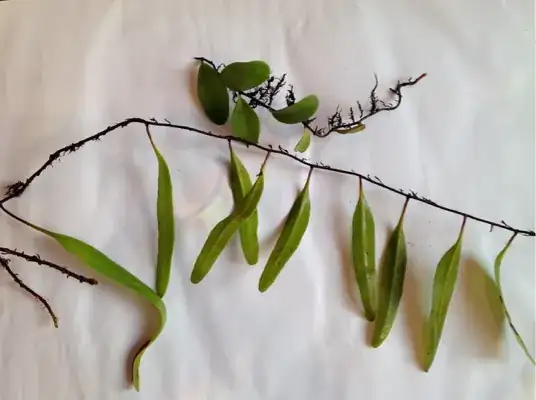 fern