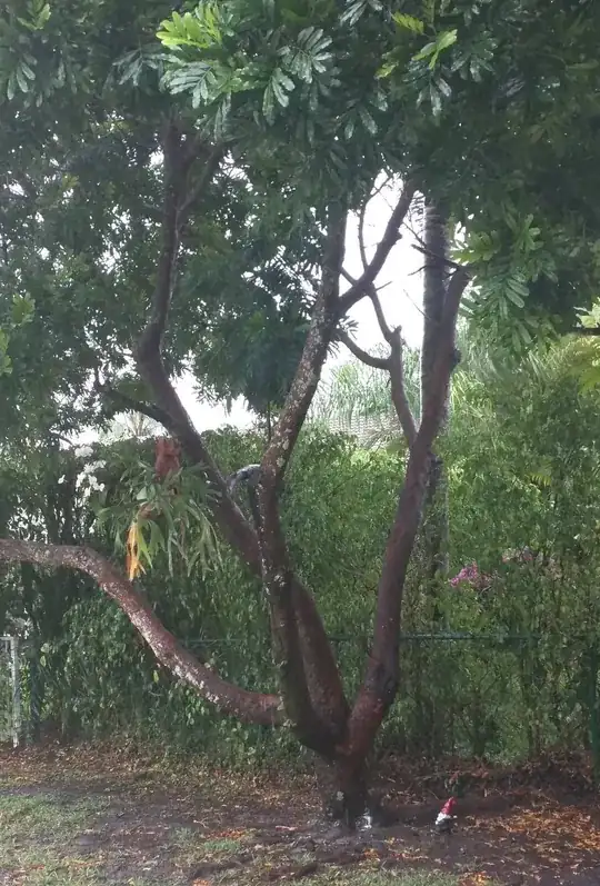 Full tree, foam to the left of the lawn gnome