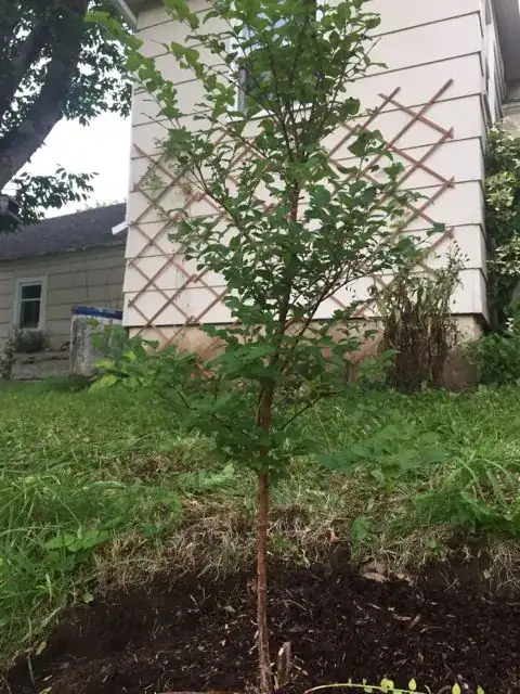 unhealthy tree
