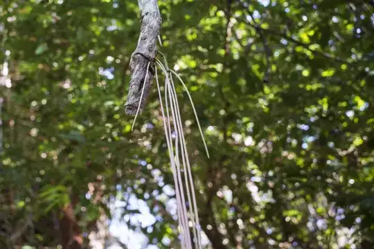 Aerial roots