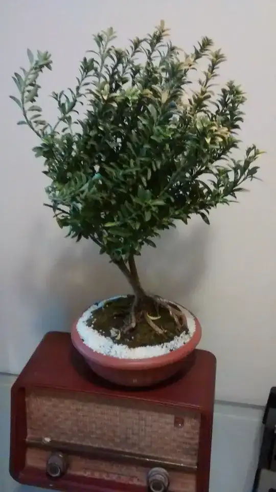 Alleged bonsai 1