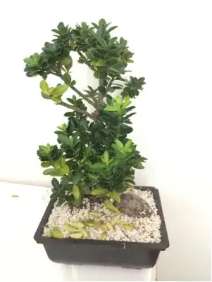 tree