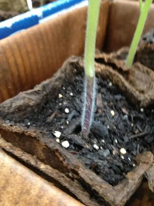 Purple stem