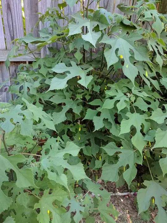 plant