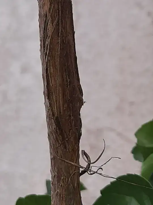 virginia creeper stem damage