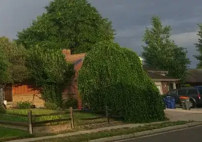 giant tree