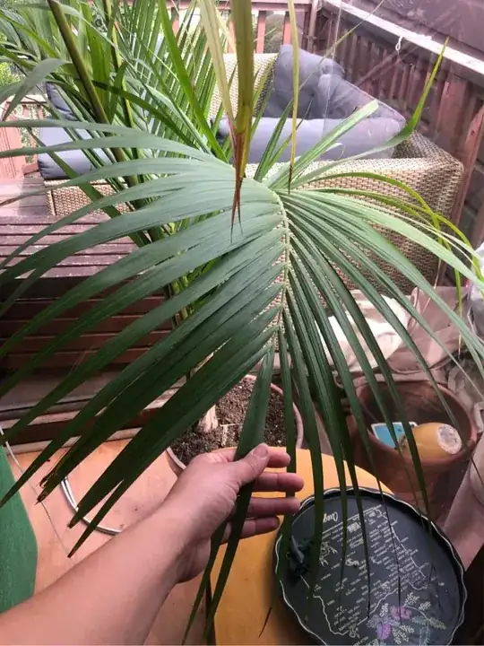 new growth