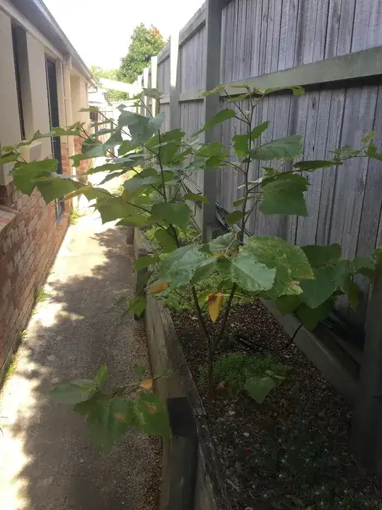 Second Tree