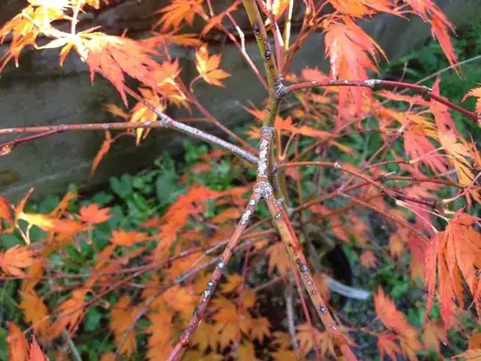 dark-rimmed grey/white lesions or plaques on omurayama japanese maple