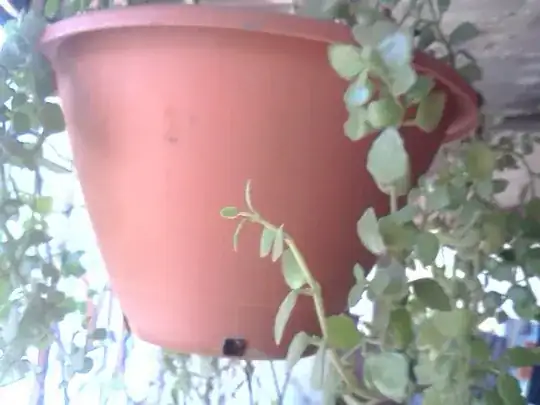 tomato seedling