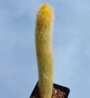 picture of the plant to be identified
