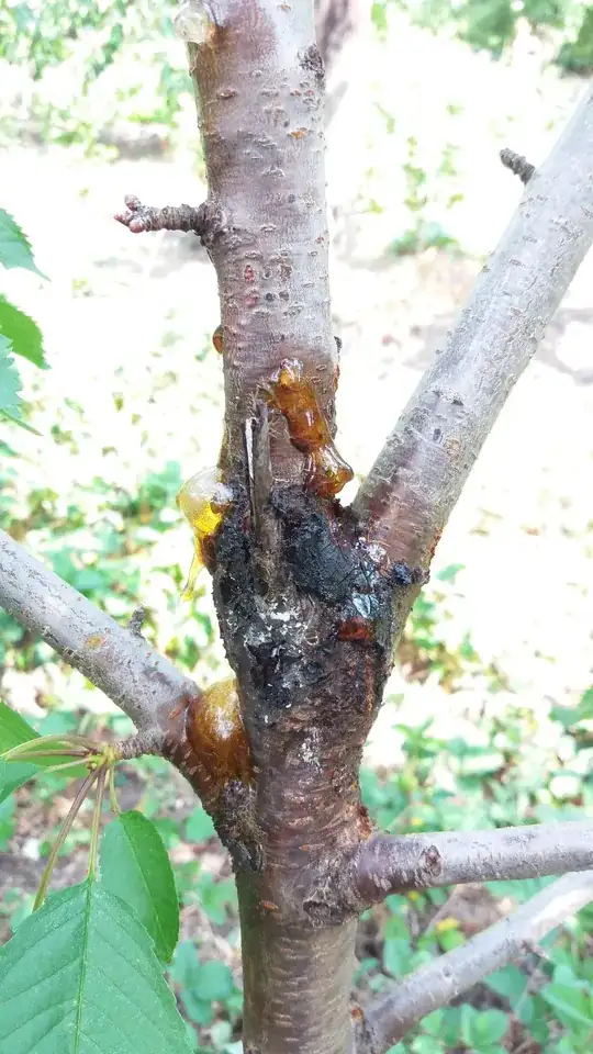 tree wound