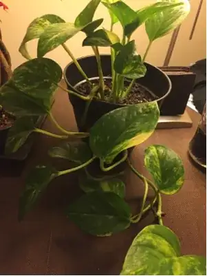 Full plant