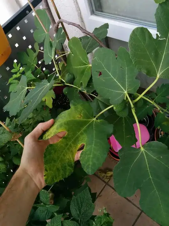 leaves are brown on the plant