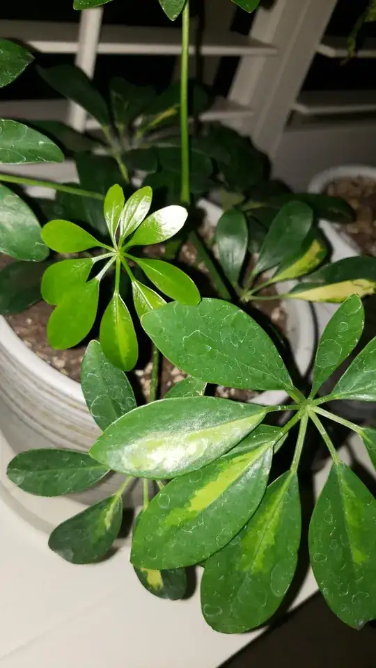 shes due for water tomorrow..looking a little droopy, 2 days ago these hands were standing up, and the new hand has 9 fingers again