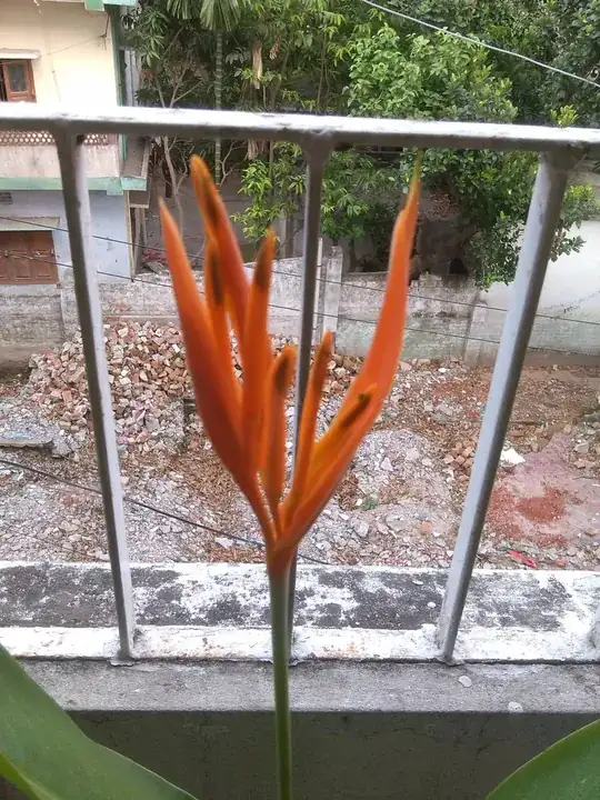 Plant 3: Sang rad sane/AC Milan?