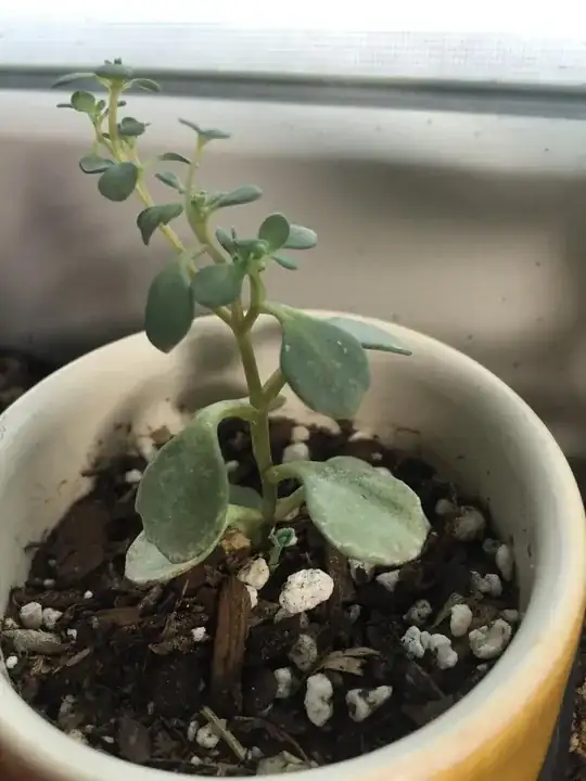 Sedum's leaves are curled, stems etiolated.