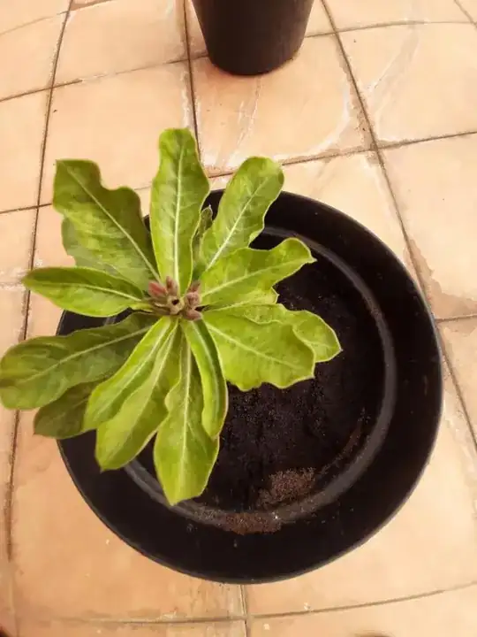 Plant 2: Madeira