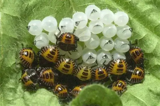 bugs