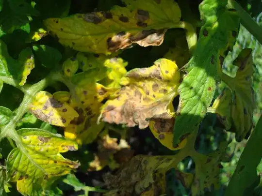 Yellow and black-spotted tomato plant
