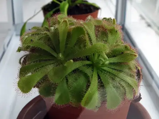 Sundew