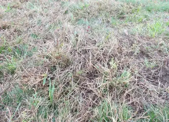 Crabgrass1
