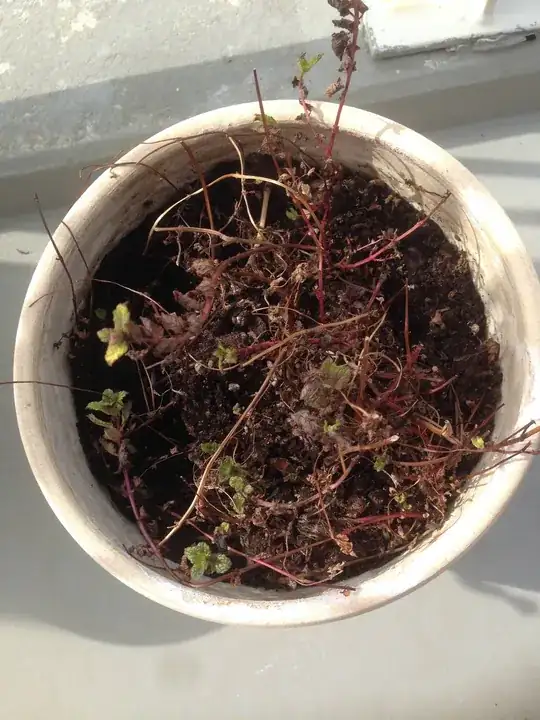 The mint plant from up top