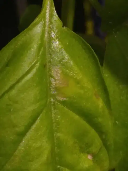 picture of leaf