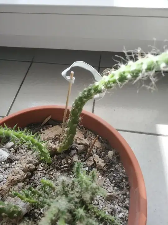 Slouching branch