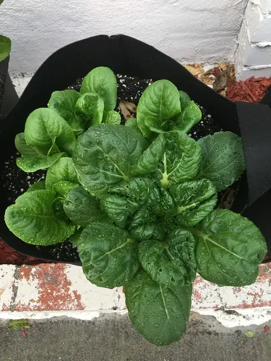 Close-up in pot