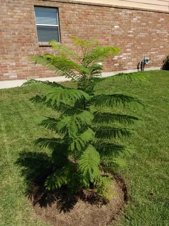 Whole Tree