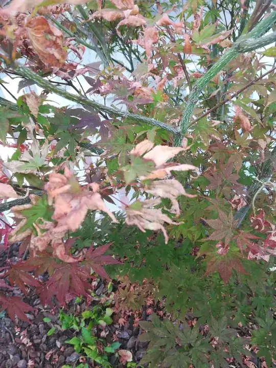 More curled leaves