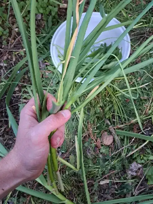 Base of leaves