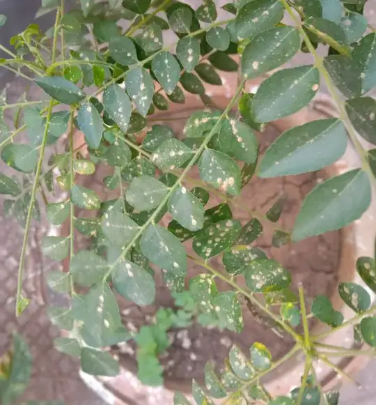 Photo of the curry plant