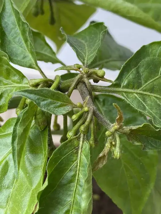 New growth