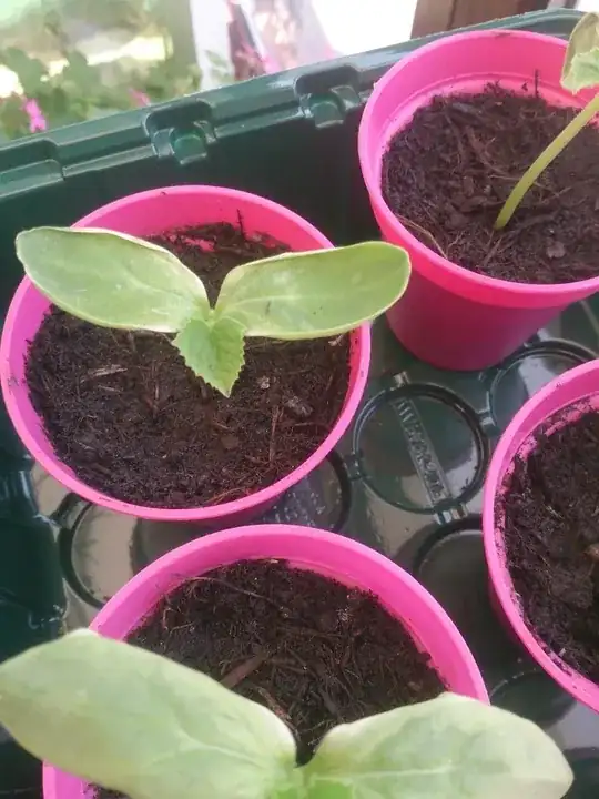 Seedlings 4