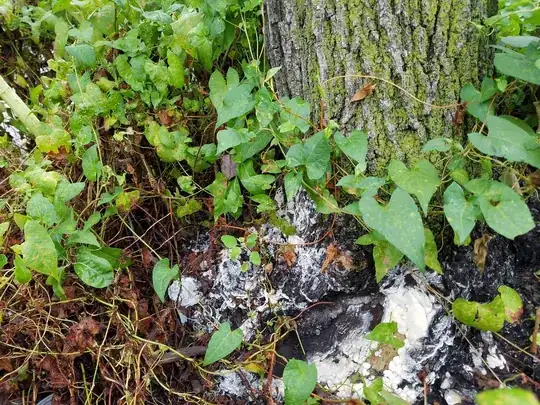 close-up of fungus