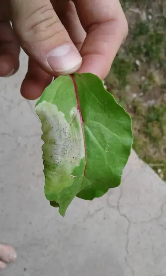 Top of the leaf