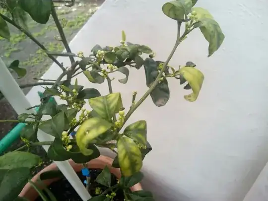 Clawed leaves