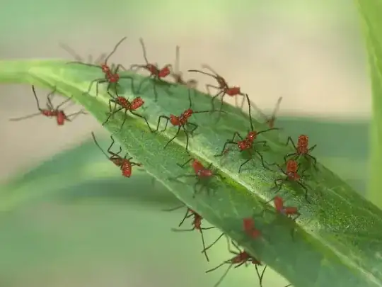 Small red bugs