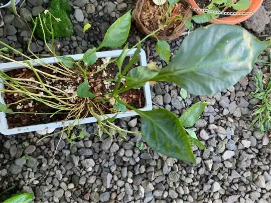 Bell pepper plant top view 1