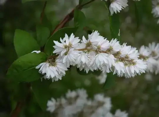 picture of leaf